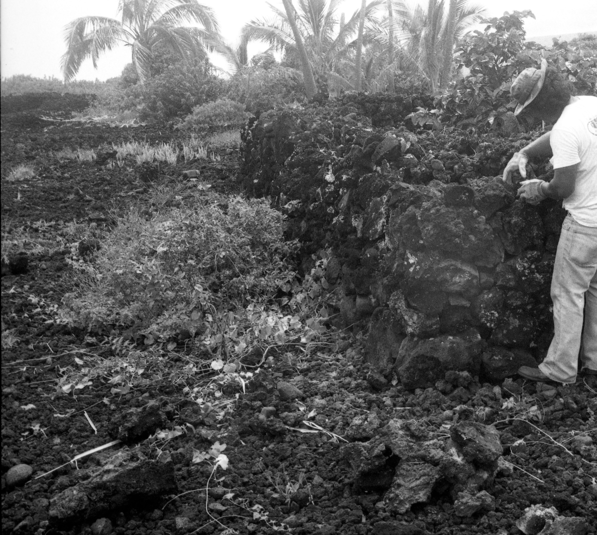 A black and white image of the corner of a lava rock wall in Kalapana. On the right side of the image there is a man wearing a bucket hat, t-shirt, gloves, and long pants. He is placing a lava rock on top of the wall near the corner.