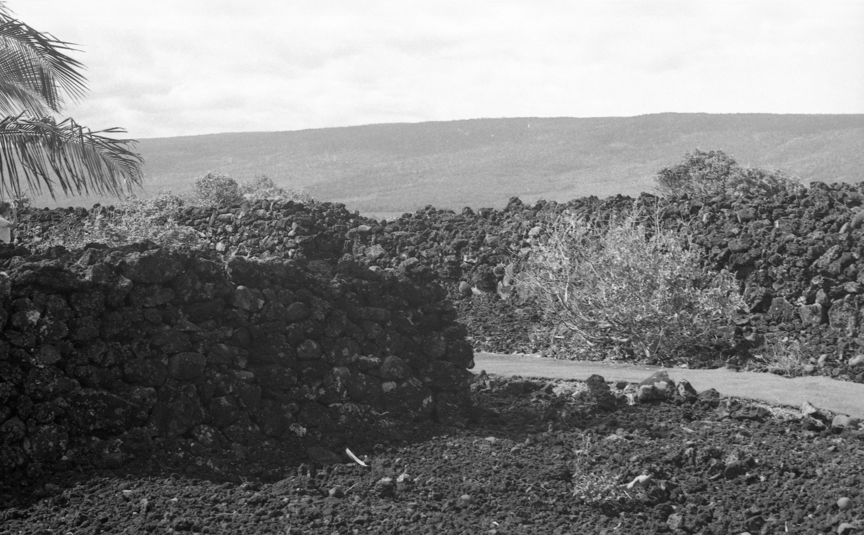 A black and white image of two lava rock walls. The first lava rock wall runs horizontally from the left side of the image to the center of the image. On the right side of this wall there is a sidewalk that runs vertically to the right side of the image. To the right of the sidewalk is a bush followed by the second lava rock wall that runs vertically from the right side to the left side of the image. There is a mountain in the background.  Near the top left corner of the image there are palm leaves.