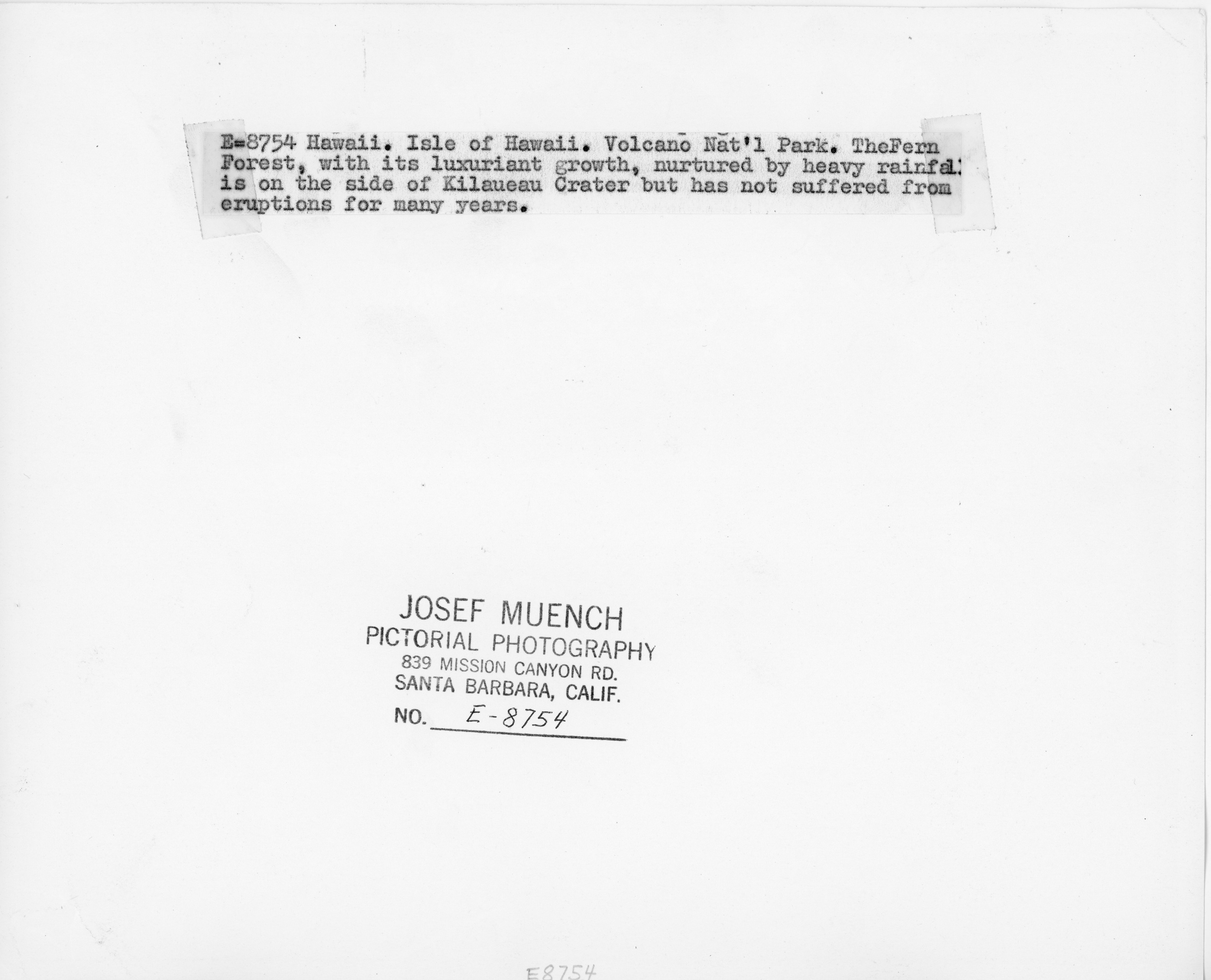 The back of an image with a road that is in Hawaiʻi Volcanoes National Park. There is text on the back of the image that reads, “E-8754 Hawaii. Isle of Hawaii. Volcano Nat'l Park. The Fern Forest, with its luxuriant growth, nurtured by heavy rainfall is on the side of Kilauea Crater but has not suffered from eruptions for many years.” At the bottom, it has the photographer's name, “Josef Muench,” where the image was produced, “Pictorial Photography, 839 Mission Canyon Road. Santa Barbara, California," and the number assigned to the image, "E-8754."