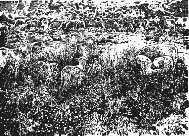 Flock of sheep grazing near Williams Ranch.