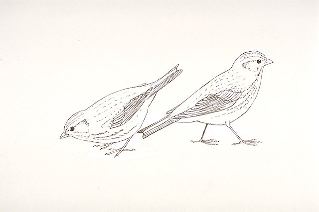 two Ipswich sparrows (Passerculus princeps)