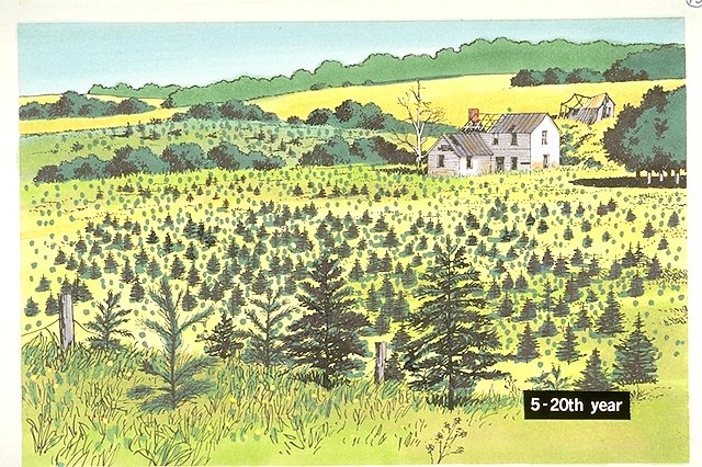 Changes in the Forest series #13, #14, and #15: Abandoned farm and field; farmhouse continues to decay. The field in its fifth-twentieth year of growth shows a stand of young pines.