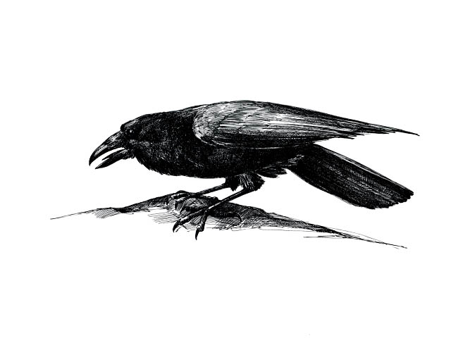 a raven