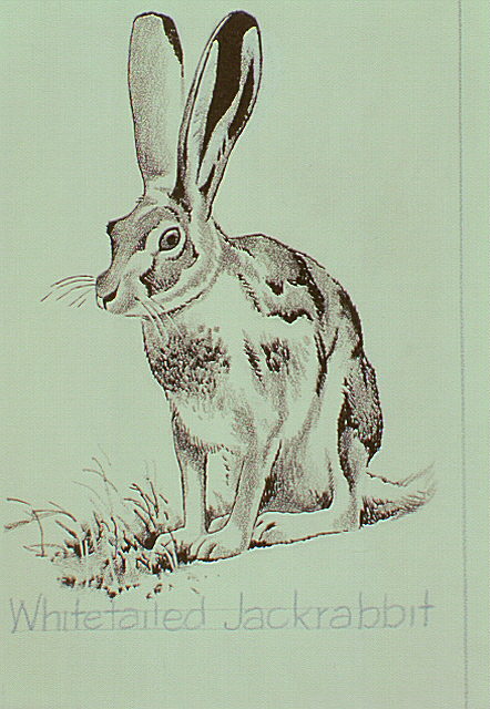 a White-tailed jackrabbit