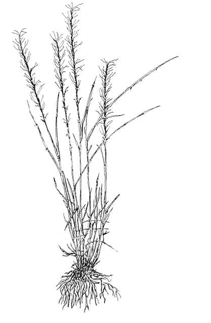 Bluebunch wheat grass