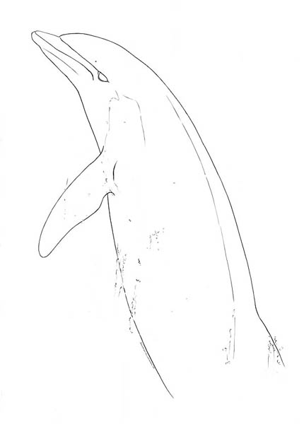 a Bottlenose dolphin (Tursiops truncatus)