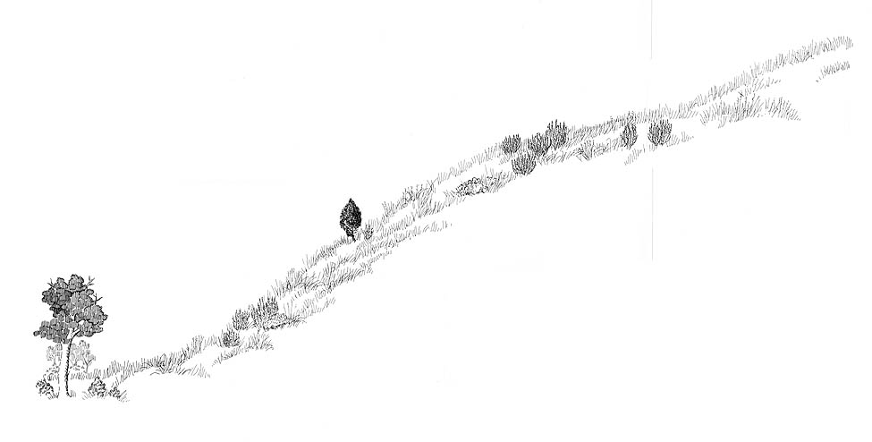 River terrace: drawing of a river terrace habitat. One of a four part series.