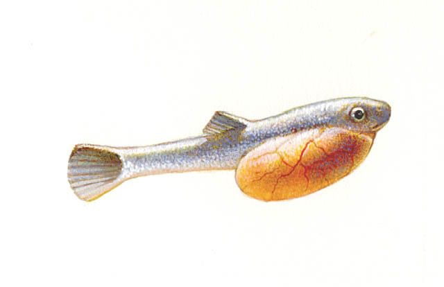 Portion of six (6) part illustration of the life cycle of the Red salmon: Alevin stage. Alevin remain in the gravel bed for about four months.