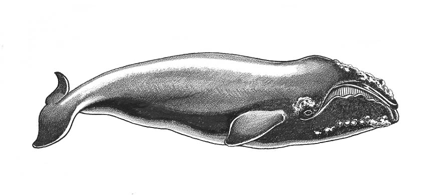 a Northern Right whale