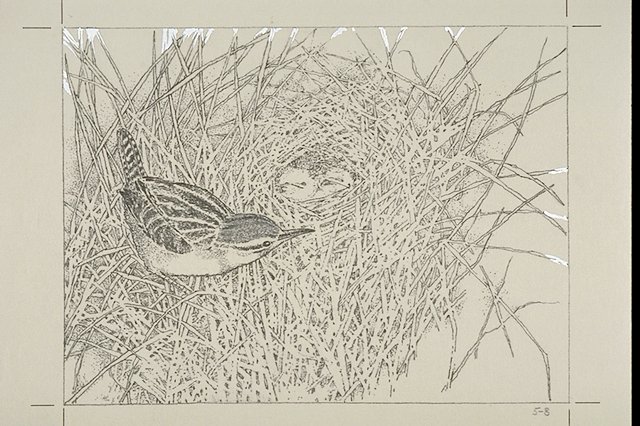 Long-billed Marsh wren with nest among tall marsh grasses.