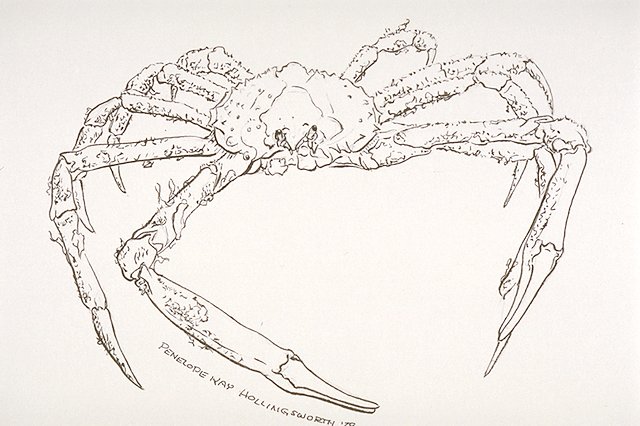 a Spider crab (Libima emerginata)