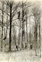 HPC-000977. CCC (Civilian Conservation Corps) boys engaged in tree preservation work along the Sugar Loaf road. Morristown National Historical Park.