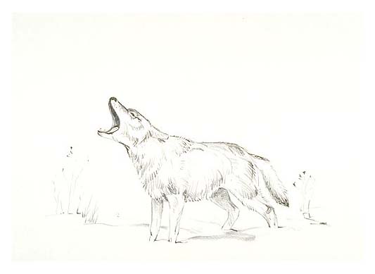 A howling coyote.