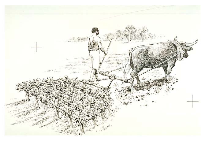 Slave walking alongside an ox-drawn harrow preparing a large, cleared field after plowing.
