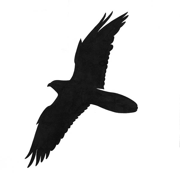 Silhouette of a falcon in flight.