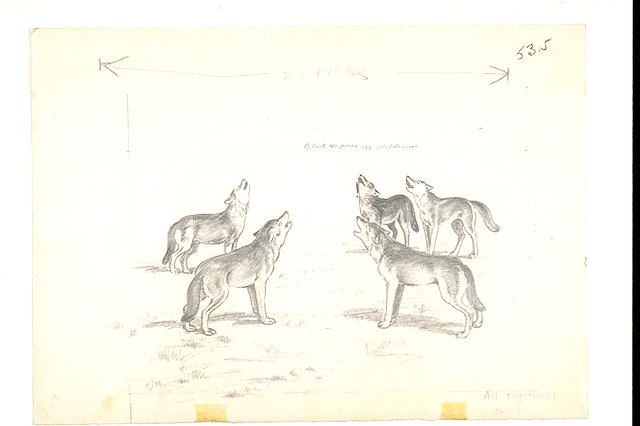 All together (pack of wolves howling).