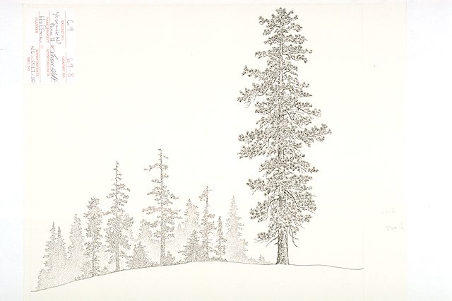 A Western White pine: Western White pines are found most commonly between 7,500-10,000 feet above sea level.