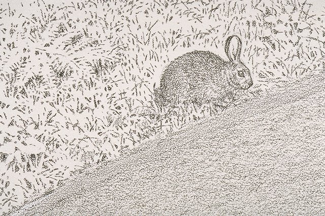 a Cottontail rabbit (detail of IMS # 05731)