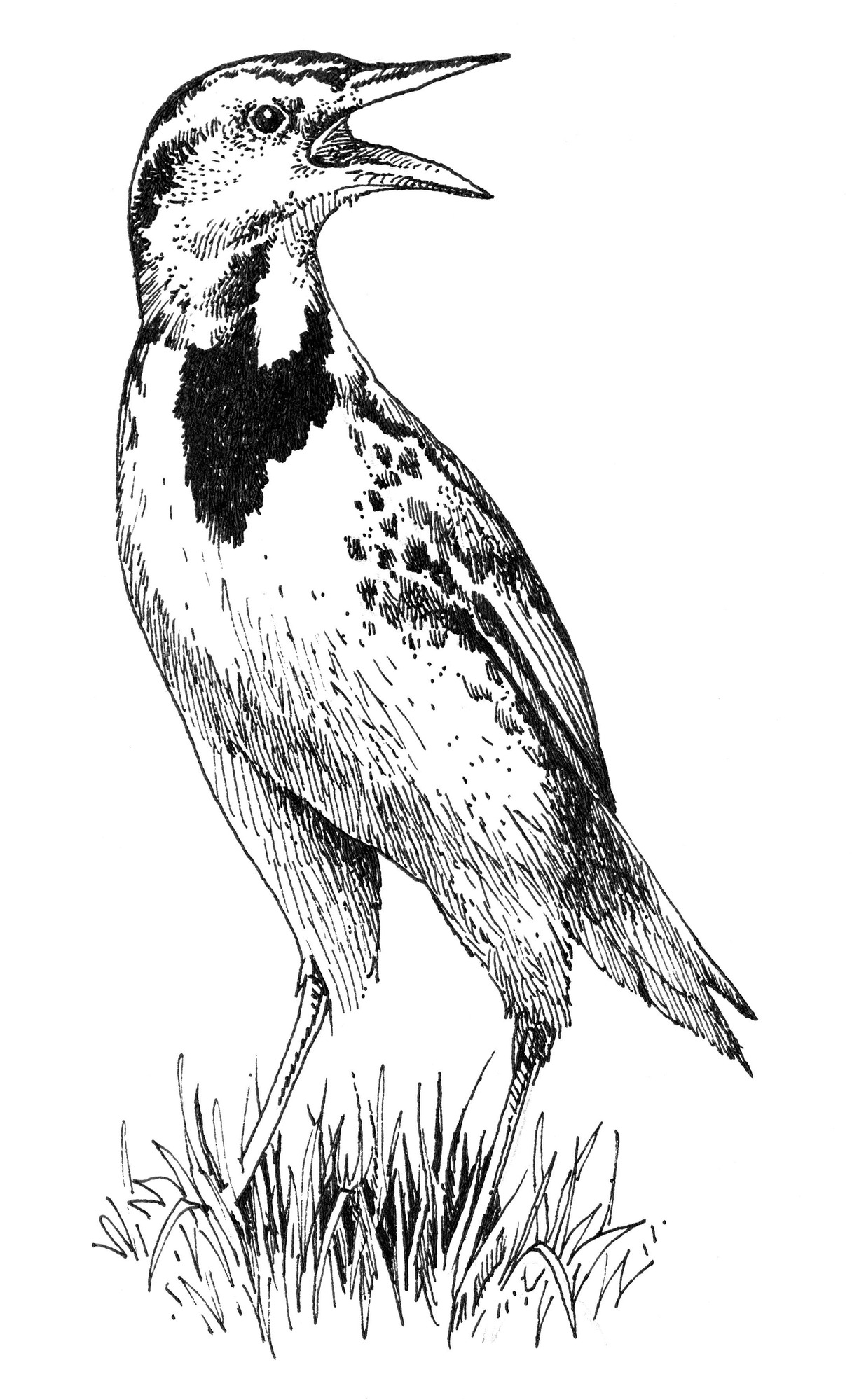 a Western meadowlark