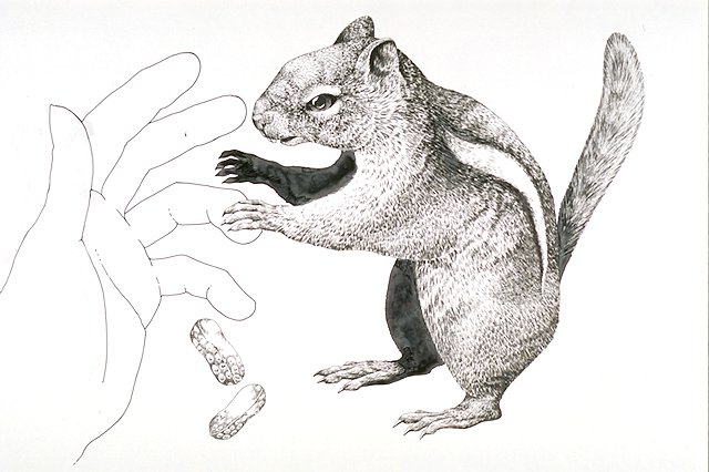 Golden-mantled Ground squirrel biting the hand of a person offering food (peanuts).