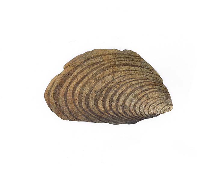 fossilized bivalve