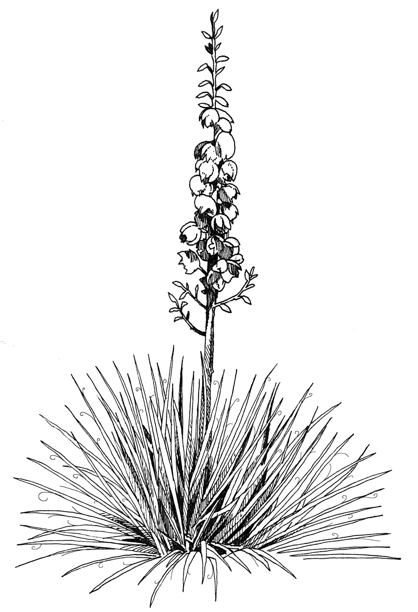 Yucca
