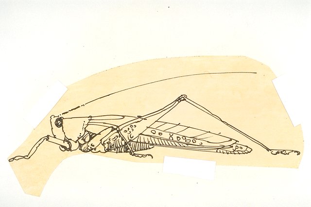 Grasshopper