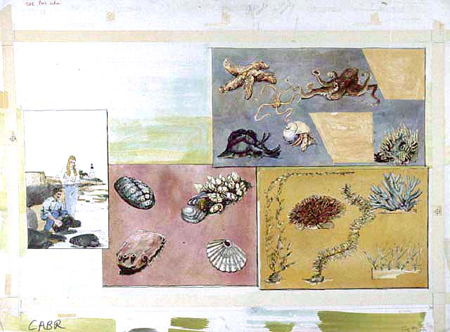 Split panel art montage depicts visitors (male and female) turning over rocks and exploring tidepools near the Point Loma Lighthouse;
