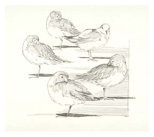 A group of Dunlins on the beach. Dunlins are medium-sized sandpipers with bills that curve slightly downward. Dunlins rest by standing on one leg with their heads tucked on their backs.