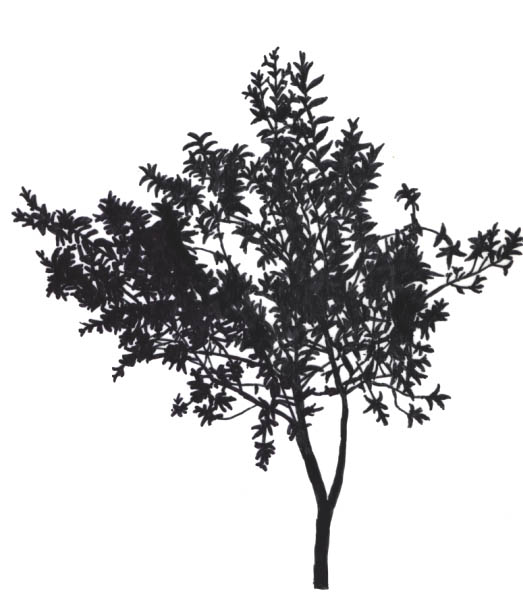 Silhouette of an Iliahi.