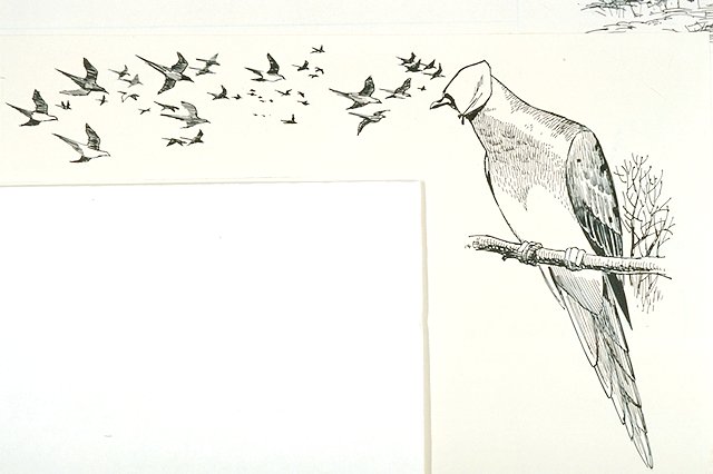 Flock of pigeons being lured into a covert (not visible) by a blindfolded live pigeon perched on a branch.