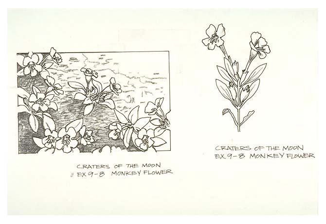 Monkey flower: this plant grows rapidly and flowers after the late spring rains, but withers in a few short weeks, leaving only seeds to await favorable conditions the following year.