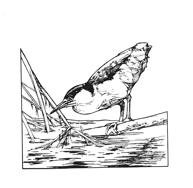 Black-crowned Night heron