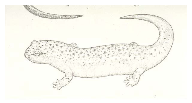 a Spotted salamander