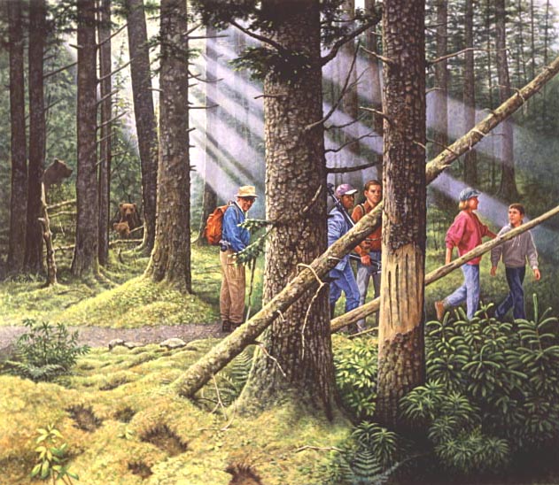 Alaska Brown bears half hidden in dense woods along Brooks Falls Trail. Hikers, visitors, and photographers are depicted on the trail. Tree in foreground shows signs of bear claw marks.