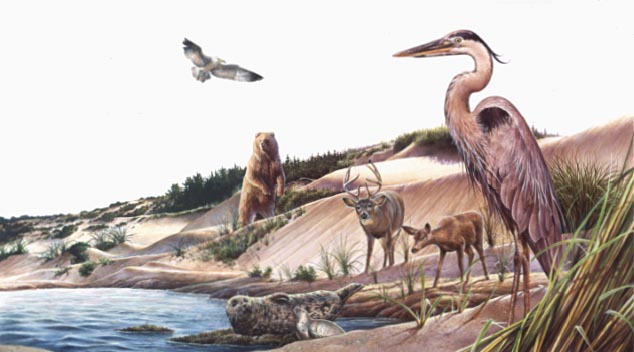 A conjectural illustration depicts a section of the prehistoric wetlands shoreline, a menagerie view within the environment that once existed along the original San Francisco shoreline