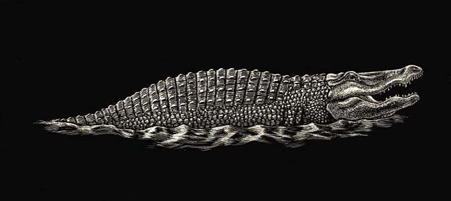 Male bull alligator posturing in water (courtship posture).