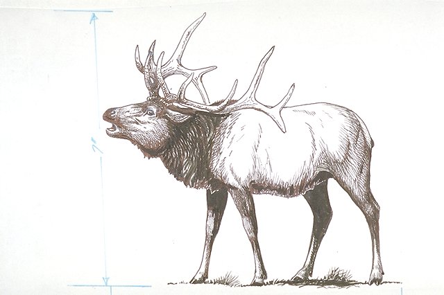 Elk