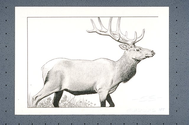 Profile of elk
