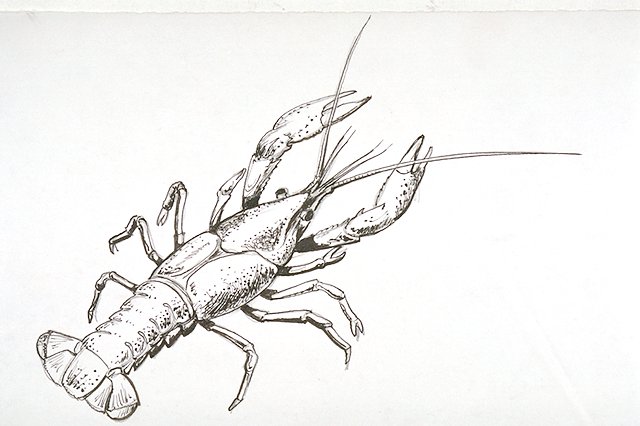Crayfish