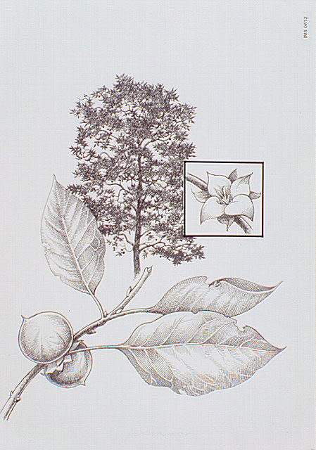 Persimmon tree with inset of bloom and detail of branch, leaves, and fruit.
