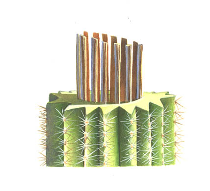 detail of a Saguaro cactus stem cut to expose the woody ribs, spongy flesh, exterior pleats, waxy skin and spines.