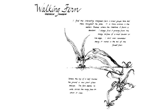 Stream margin/Wet places section. Walking fern notebook page.