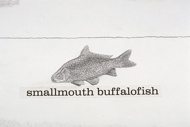 a Smallmouth buffalofish