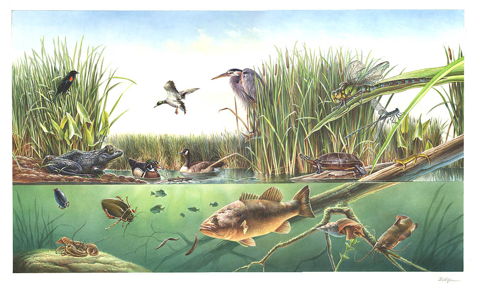 Illustration depicts a pond ecosystem, with the foreground in cross-section, showing the four life zones and their dominant plant and animal species