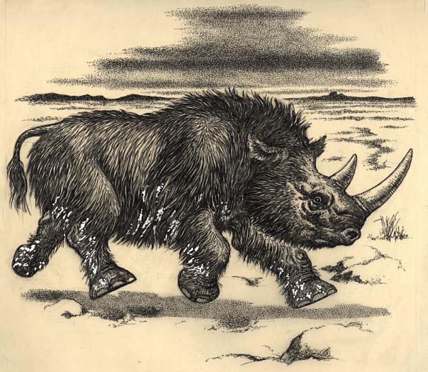 a Woolly rhinoceros (Coelodonta antiquitatis)
