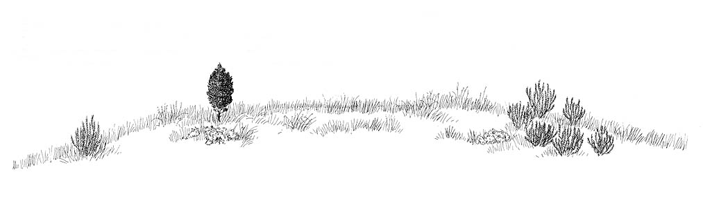 River terrace: drawing of a river terrace habitat. One of a four part series.