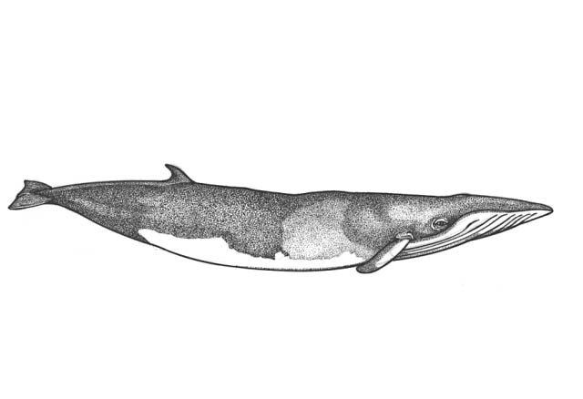 a Minke whale