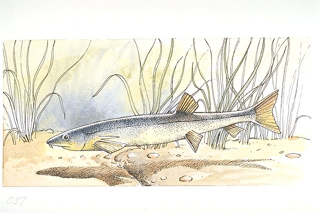 A Notogoneus osculus feeding along lake bottom