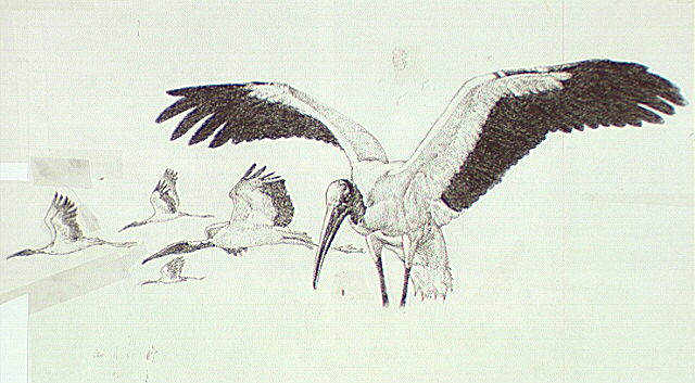 Wood storks in flight.